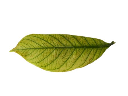 Kacapiring or Gardenia augusta also known as cape jasmine leaves isolated on white background. Leaf with white background. Leaves Background or Leaf Background for Decoration. Beautiful and Exotic Leaf