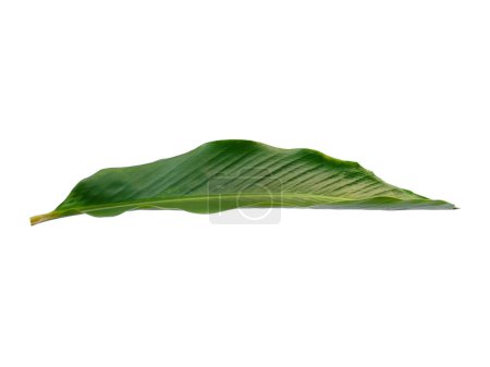 Photo for Green leaf isolated on white background. Red Ginger leaves or Alpinia purpurata leaf on white background. Leaves Background or Leaf Background for Decoration. Beautiful and Exotic Leaf - Royalty Free Image