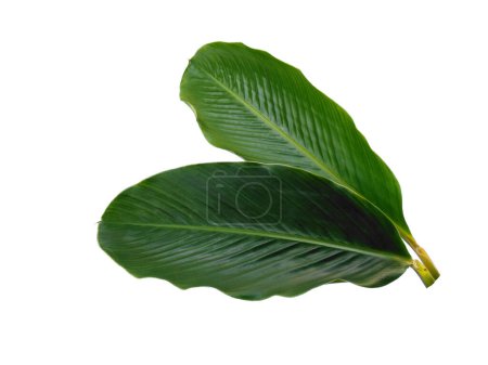 Green leaf isolated on white background. Red Ginger leaves or Alpinia purpurata leaf on white background. Leaves Background or Leaf Background for Decoration. Beautiful and Exotic Leaf