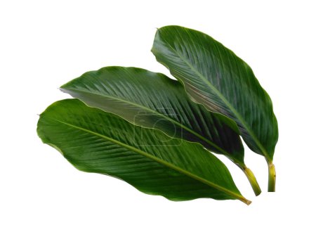 Grünes Blatt isoliert auf weißem Hintergrund. Rote Ingwerblätter oder Alpinia purpurata Blatt auf weißem Hintergrund. Blätter Hintergrund oder Blatt Hintergrund für die Dekoration. Schöne und exotische Blatt