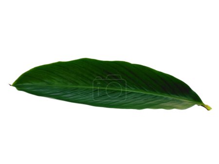 Grünes Blatt isoliert auf weißem Hintergrund. Rote Ingwerblätter oder Alpinia purpurata Blatt auf weißem Hintergrund. Blätter Hintergrund oder Blatt Hintergrund für die Dekoration. Schöne und exotische Blatt