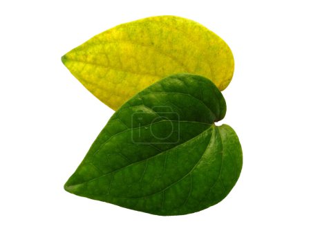 Photo for Green leaf background. Heart shaped green leaves. Green betel leaf isolated on white background. Leaves Background or Leaf Background for Decoration. Beautiful and Exotic Leaf - Royalty Free Image