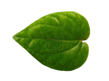 Photo for Green leaf background. Heart shaped green leaves. Green betel leaf isolated on white background. Leaves Background or Leaf Background for Decoration. Beautiful and Exotic Leaf - Royalty Free Image