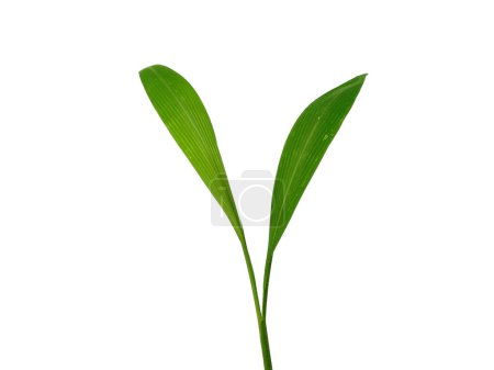 Photo for Tree on white background. Green leaves isolated on white background. Leaves Background or Leaf Background for Decoration. Beautiful and Exotic Leaf - Royalty Free Image