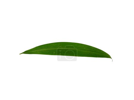 Photo for Tree on white background. Green leaves isolated on white background. Leaves Background or Leaf Background for Decoration. Beautiful and Exotic Leaf - Royalty Free Image