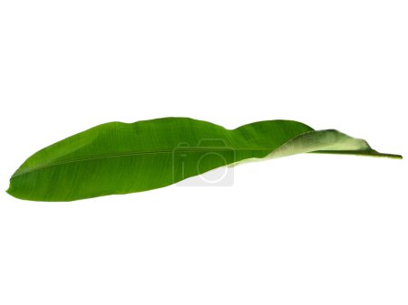 Bananenblatt auf weißem Hintergrund. Bananenbaum mit grünen Blättern. Der Name der Pflanze ist Musaceae. Blätter Hintergrund oder Blatt Hintergrund für die Dekoration. Schöne und exotische Blatt