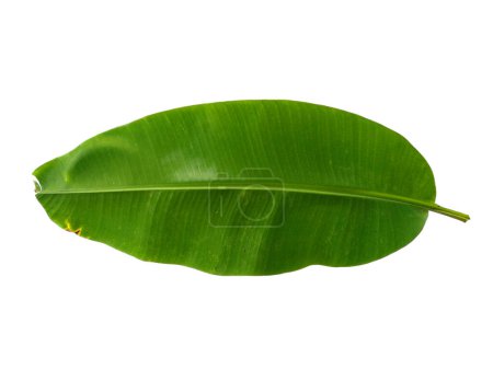 Feuille de banane sur fond blanc. Bananier aux feuilles vertes. Le nom de la plante est Musaceae. Feuilles de fond ou Feuilles de fond pour la décoration. Belle et exotique feuille