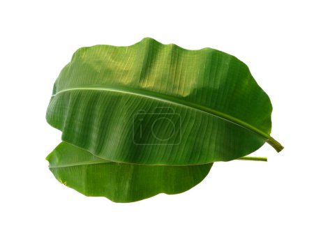 Hoja de plátano sobre fondo blanco. Árbol de plátano con hojas verdes. El nombre de la planta es Musaceae. Hojas de fondo o fondo de hoja para la decoración. Hoja hermosa y exótica