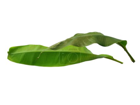 Feuille de banane sur fond blanc. Bananier aux feuilles vertes. Le nom de la plante est Musaceae. Feuilles de fond ou Feuilles de fond pour la décoration. Belle et exotique feuille