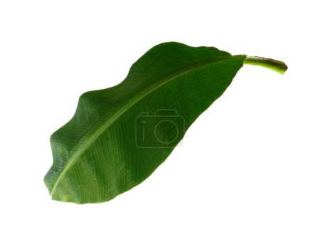Téléchargez les photos : Feuille de banane sur fond blanc. Bananier aux feuilles vertes. Le nom de la plante est Musaceae. Feuilles de fond ou Feuilles de fond pour la décoration. Belle et exotique feuille - en image libre de droit