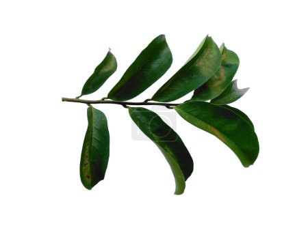 Téléchargez les photos : Annona muricata isolée sur fond blanc. Daun sirsak ou Soursop feuilles sur fond blanc. Feuilles de fond ou Feuilles de fond pour la décoration. Belle et exotique feuille - en image libre de droit
