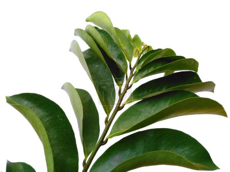 Annona muricata isolée sur fond blanc. Daun sirsak ou Soursop feuilles sur fond blanc. Feuilles de fond ou Feuilles de fond pour la décoration. Belle et exotique feuille