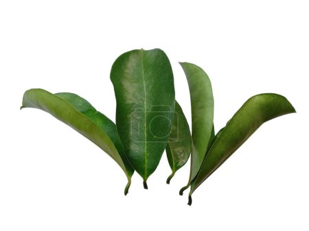 Annona muricata isolated on white background. Daun sirsak or Soursop leaves on white background. Leaves Background or Leaf Background for Decoration. Beautiful and Exotic Leaf