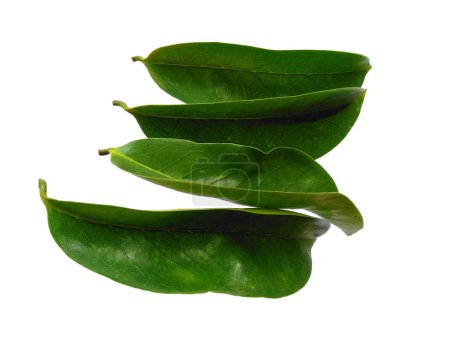 Annona muricata isolée sur fond blanc. Daun sirsak ou Soursop feuilles sur fond blanc. Feuilles de fond ou Feuilles de fond pour la décoration. Belle et exotique feuille