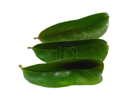 Annona muricata isolated on white background. Daun sirsak or Soursop leaves on white background. Leaves Background or Leaf Background for Decoration. Beautiful and Exotic Leaf