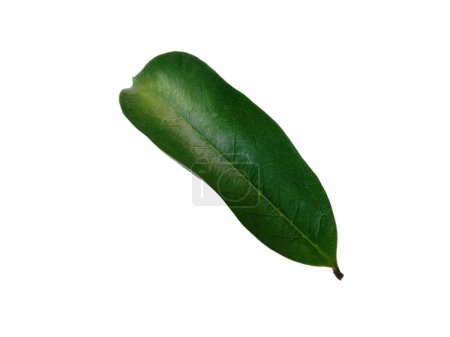 Annona muricata isoliert auf weißem Hintergrund. Daun Sirsak oder Soursop Blätter auf weißem Hintergrund. Blätter Hintergrund oder Blatt Hintergrund für die Dekoration. Schöne und exotische Blatt