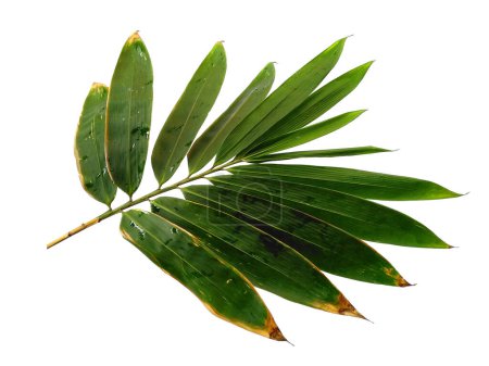 Photo for Bamboo leaves Isolated on a white background. Bamboo leaf on white background. Green leaf or green leaves. Leaves Background or Leaf Background for Decoration. Beautiful and Exotic Leaf - Royalty Free Image