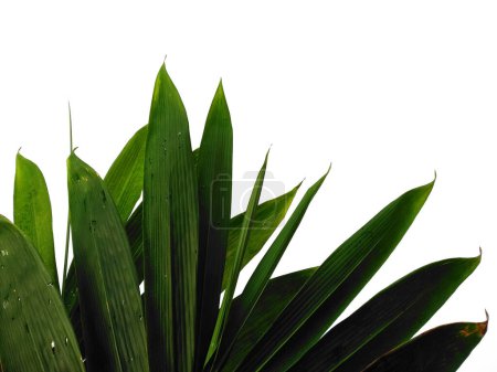 Téléchargez les photos : Feuilles de bambou Isolé sur un fond blanc. Feuille de bambou sur fond blanc. Feuille verte ou feuilles vertes. Feuilles de fond ou Feuilles de fond pour la décoration. Belle et exotique feuille - en image libre de droit