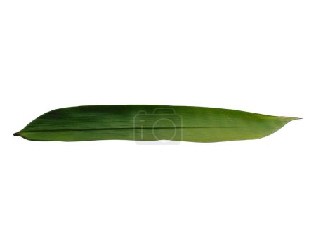 Foto de Hojas de bambú Aisladas sobre un fondo blanco. Hoja de bambú sobre fondo blanco. Hoja verde u hojas verdes. Hojas de fondo o fondo de hoja para la decoración. Hoja hermosa y exótica - Imagen libre de derechos