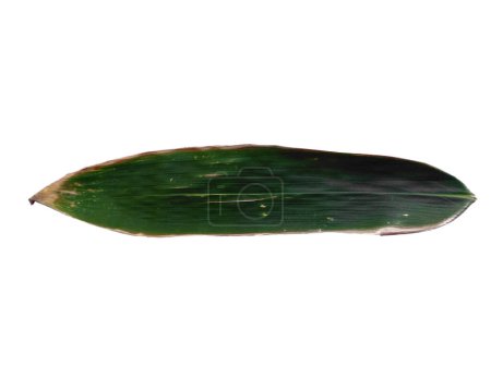 Téléchargez les photos : Feuilles de bambou Isolé sur un fond blanc. Feuille de bambou sur fond blanc. Feuille verte ou feuilles vertes. Feuilles de fond ou Feuilles de fond pour la décoration. Belle et exotique feuille - en image libre de droit