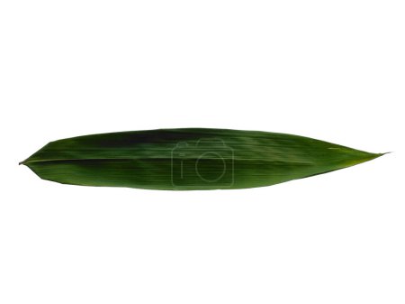 Photo for Bamboo leaves Isolated on a white background. Bamboo leaf on white background. Green leaf or green leaves. Leaves Background or Leaf Background for Decoration. Beautiful and Exotic Leaf - Royalty Free Image