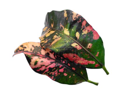 Codiaeum variegatum Blatt Isoliert auf weißem Hintergrund. Codiaeum variegatum blättert auf weißem Hintergrund. Grünes Blatt oder grüne Blätter. Blätter sind viele Farben. Blätter Hintergrund oder Blatt Hintergrund für die Dekoration. Schöne und exotische Blatt.
