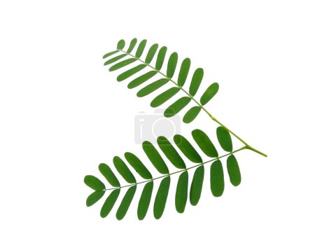 Photo for Green leaf on white background. Plant with green leaves. Leaves Background or Leaf Background for Decoration. Beautiful and Exotic Leaf. Plant Background and Tree Background. Plants in Garden - Royalty Free Image
