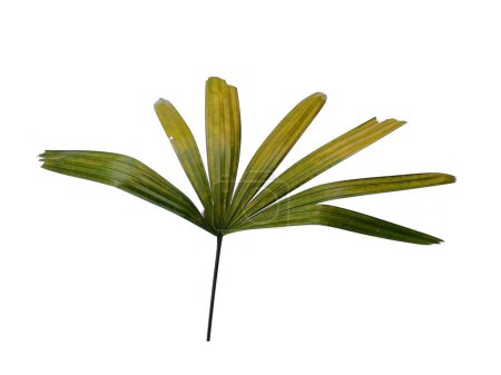 Green leaf isolated on white background. Bamboo palm fresh leaves or rhapis excelsa on white background. Leaves Background or Leaf Background for Decoration. Beautiful and Exotic Leaf. Plant Background and Tree Background. Plants in Garden