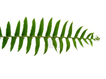 Grüne Blatttextur. Grüne Blätter isoliert auf weißem Hintergrund. Polypodiophyta Pflanze mit grünen Blättern. Grüner Blattmuster Hintergrund. Blätter Hintergrund oder Blatt Hintergrund für die Dekoration. Schöne und exotische Blatt. Pflanzenhintergrund und Baumhintergrund