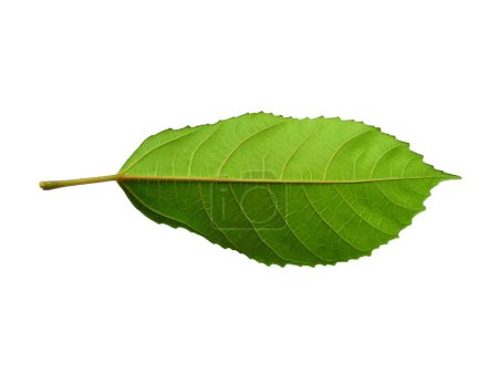 Tree on white background. Green leaves isolated on white background. Leaves Background or Leaf Background for Decoration. Beautiful and Exotic Leaf. Plant Background and Tree Background. Plants in Garden