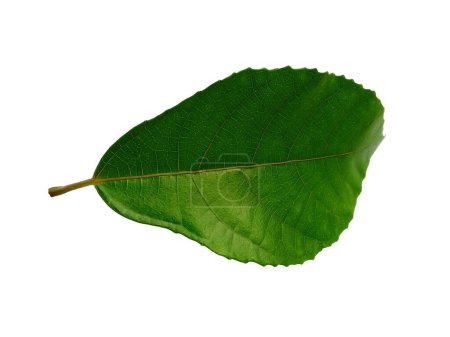 Photo for Tree on white background. Green leaves isolated on white background. Leaves Background or Leaf Background for Decoration. Beautiful and Exotic Leaf. Plant Background and Tree Background. Plants in Garden - Royalty Free Image