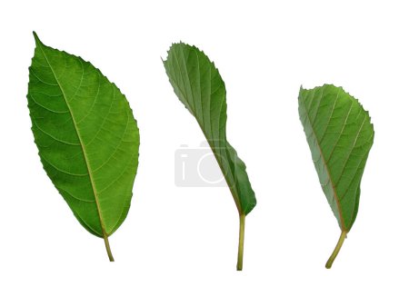 Photo for Tree on white background. Green leaves isolated on white background. Leaves Background or Leaf Background for Decoration. Beautiful and Exotic Leaf. Plant Background and Tree Background. Plants in Garden - Royalty Free Image