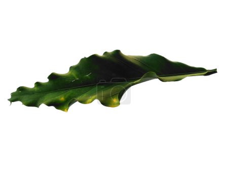 Téléchargez les photos : Anthurium Plowmanii feuille sur fond blanc. Vague d'amour arbre isolé sur fond blanc. Feuille verte ou feuilles vertes. Feuilles de fond ou Feuilles de fond pour la décoration. Belle et exotique feuille. Contexte de la plante et arbre - en image libre de droit