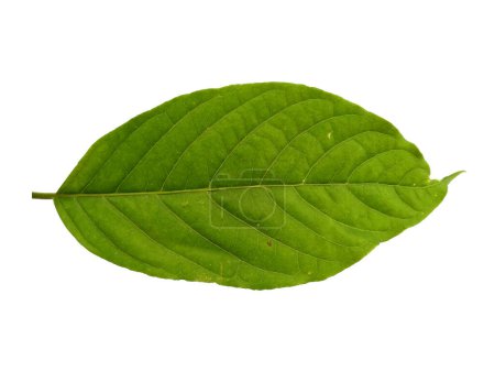 Téléchargez les photos : Cananga odorata leaves or plantae leaf Isolated on white background. Green leaf or green leaves on white background. Leaves Background or Leaf Background for Decoration. Beautiful and Exotic Leaf. Plant Background and Tree Background. Plant in Garden - en image libre de droit