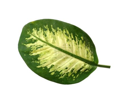 Photo for Green leaf on white background. Plant with green leaves. The name of the plant is Aglaonema. Leaves Background or Leaf Background for Decoration. Beautiful and Exotic Leaf. Plant Background and Tree Background. Plants in Garden - Royalty Free Image