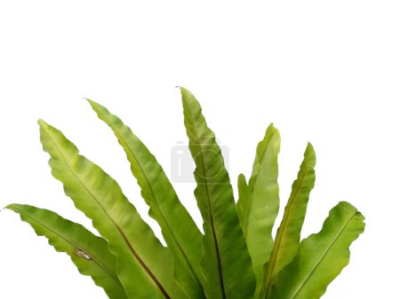 Photo for Bird Nest Fern isolated on white background. Asplenium nidus on white background. Plants with green leaves. Green leaf pattern background. Leaves Background or Leaf Background for Decoration. Beautiful and Exotic Leaf. Plant and Tree Background - Royalty Free Image