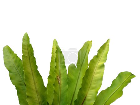 Photo for Bird Nest Fern isolated on white background. Asplenium nidus on white background. Plants with green leaves. Green leaf pattern background. Leaves Background or Leaf Background for Decoration. Beautiful and Exotic Leaf. Plant and Tree Background - Royalty Free Image