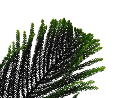 Green leaf isolated on white background. Hoop pine leaves or norfolk island pine leaf on white background. Leaves Background or Leaf Background for Decoration. Beautiful and Exotic Leaf. Plant Background and Tree Background. Plants in Garden