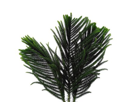 Green leaf isolated on white background. Hoop pine leaves or norfolk island pine leaf on white background. Leaves Background or Leaf Background for Decoration. Beautiful and Exotic Leaf. Plant Background and Tree Background. Plants in Garden