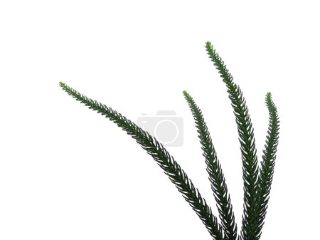 Grünes Blatt isoliert auf weißem Hintergrund. Hoop Kiefernblätter oder Norfolk Insel Kiefer Blatt auf weißem Hintergrund. Blätter Hintergrund oder Blatt Hintergrund für die Dekoration. Schöne und exotische Blatt. Pflanzenhintergrund und Baumhintergrund. Pflanzen im Garten