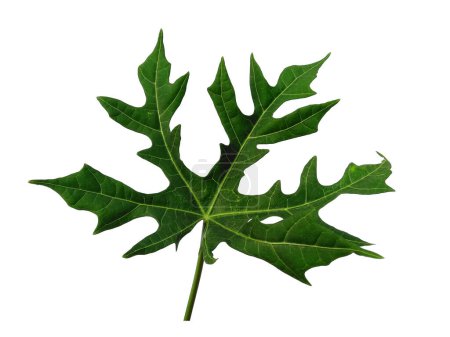 Cnidoscolus aconitifolius Blatt Isoliert auf weißem Hintergrund. Grüne Blätter oder grüne Blätter auf weißem Hintergrund. Blätter Hintergrund oder Blatt Hintergrund für die Dekoration. Schöne und exotische Blatt. Pflanzenhintergrund und Baumhintergrund