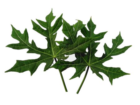 Cnidoscolus aconitifolius Blatt Isoliert auf weißem Hintergrund. Grüne Blätter oder grüne Blätter auf weißem Hintergrund. Blätter Hintergrund oder Blatt Hintergrund für die Dekoration. Schöne und exotische Blatt. Pflanzenhintergrund und Baumhintergrund