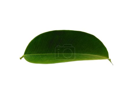 Banyan leaves or banyan leaf Isolated on white background. Banyan plant or banyan tree on white background. Leaves Background or Leaf Background for Decoration. Beautiful and Exotic Leaf. Plant Background and Tree Background. Plants in Garden