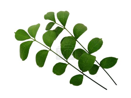 Cemcem leaves Isolated on white background. Green leaf or green leaves on white background. Leaves Background or Leaf Background for Decoration. Beautiful and Exotic Leaf. Plant Background and Tree Background. Plants in Garden