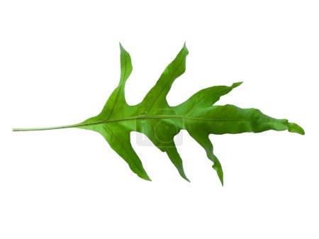 Grüne Blatttextur. Grüne Blätter isoliert auf weißem Hintergrund. Phlebodium aureum Pflanzen mit grünen Blättern. Grüner Blattmuster Hintergrund. Blätter Hintergrund oder Blatt Hintergrund für die Dekoration. Schöne und exotische Blatt. Pflanze und Baum Hintergrund