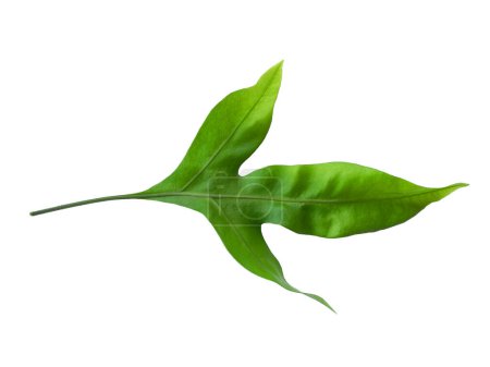 Photo for Green leaf texture. Green leaves isolated on white background. Phlebodium aureum Plants with green leaves. Green leaf pattern background. Leaves Background or Leaf Background for Decoration. Beautiful and Exotic Leaf. Plant and Tree Background - Royalty Free Image