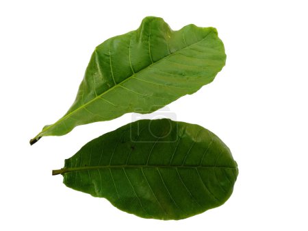Sea almond leaves or terminalia catappa leaf Isolated on white background. Green leaf or green leaves on white background. Leaves Background or Leaf Background for Decoration. Beautiful and Exotic Leaf. Plant Background and Tree Background