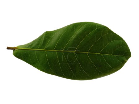 Mandelblätter oder terminalia catappa Blatt Isoliert auf weißem Hintergrund. Grüne Blätter oder grüne Blätter auf weißem Hintergrund. Blätter Hintergrund oder Blatt Hintergrund für die Dekoration. Schöne und exotische Blatt. Pflanzenhintergrund und Baumhintergrund