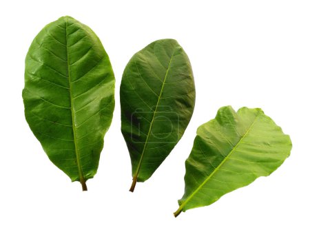 Sea almond leaves or terminalia catappa leaf Isolated on white background. Green leaf or green leaves on white background. Leaves Background or Leaf Background for Decoration. Beautiful and Exotic Leaf. Plant Background and Tree Background