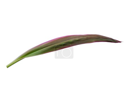 Rotes Blatt isoliert auf weißem Hintergrund. Cordyline fruticosa Blätter oder Hanjuang Blatt auf weißem Hintergrund. Blätter Hintergrund oder Blatt Hintergrund für die Dekoration. Schöne und exotische Blatt. Pflanzenhintergrund und Baumhintergrund. Pflanzen im Garten